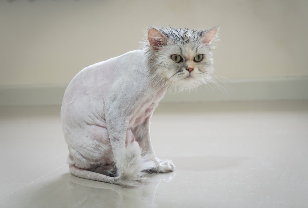 Shaved down- all breeds of cats