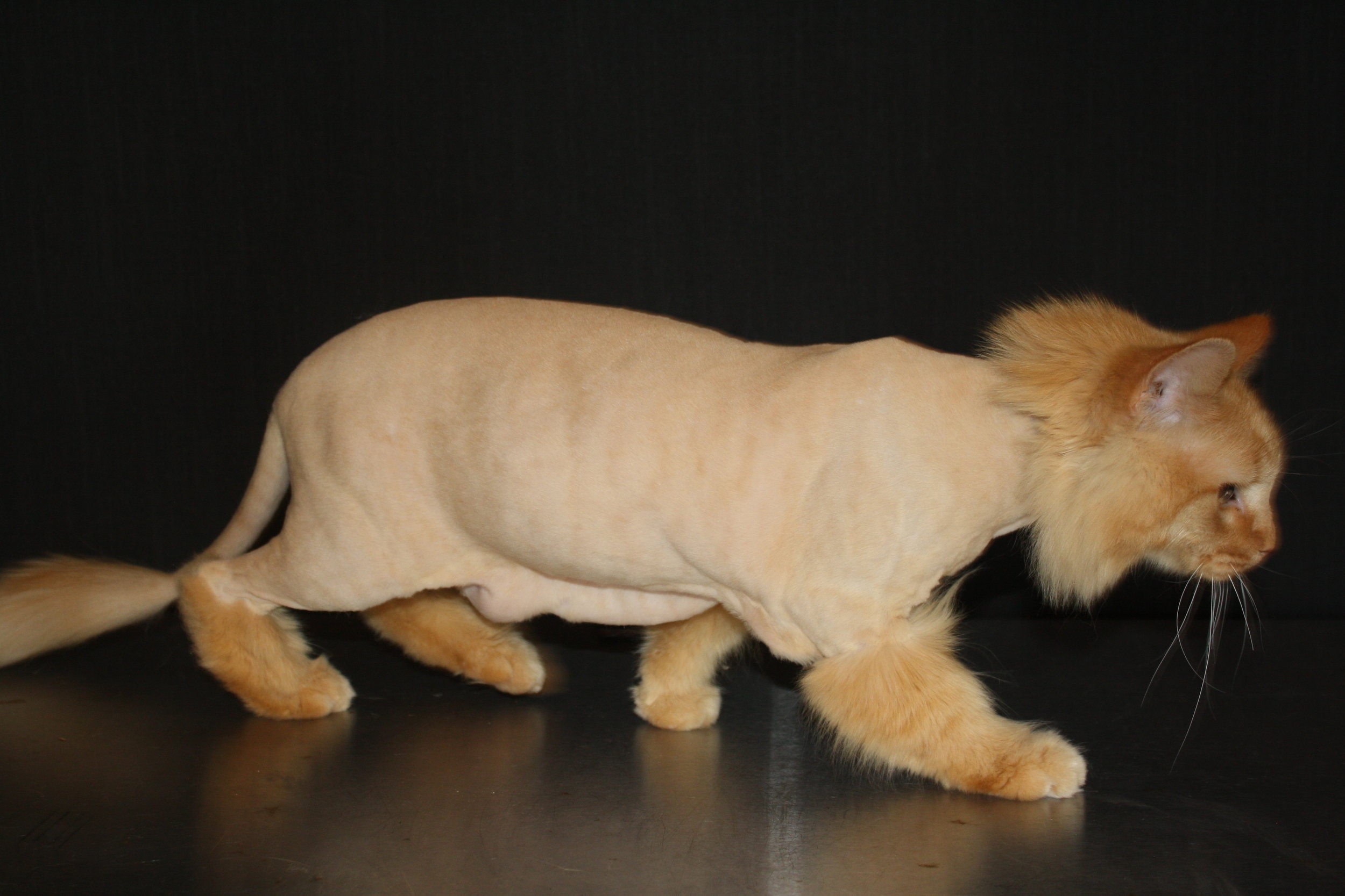 Lion Cut- all breeds of cats