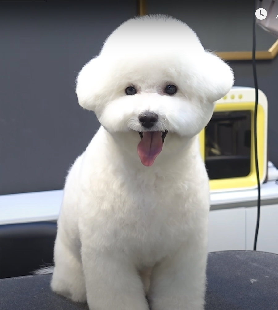 Bichon Frise - Good for poodle, Shih tzu.