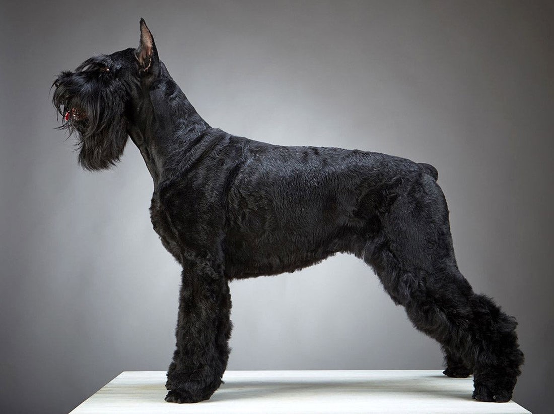 Schnauzer Cut- Solely For Schnauzer Breeds and Cocker Spaniel.