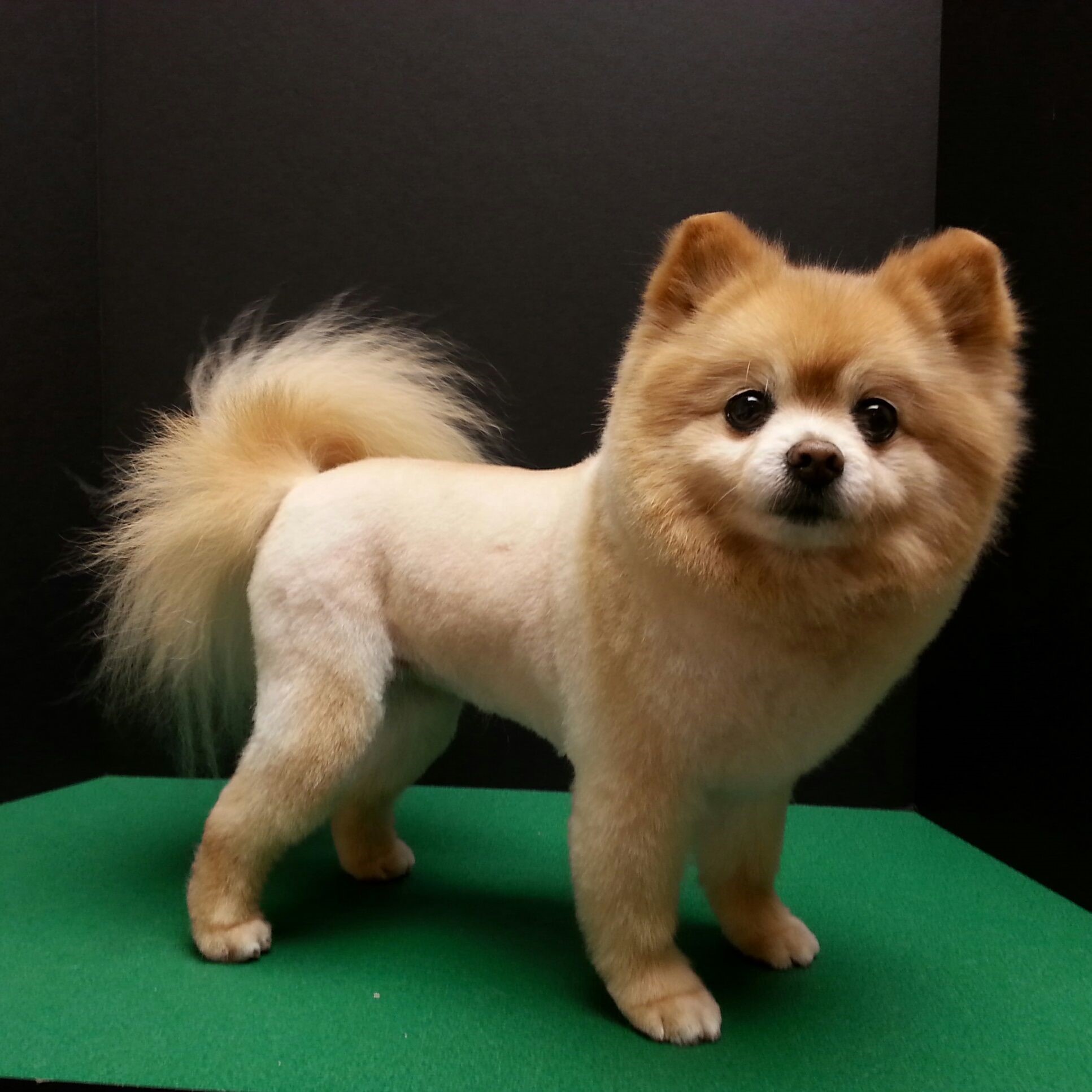 Lion Cut - Only Good for fluffy-Haired Dogs like Pomeranian, Chow chow, Siberian Husky, etc.